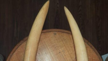 Elephant Tusks Smuggling Racket Busted in Delhi, Seven Arrested With 4 Kg Ivory Worth Rs 7.19 Crore